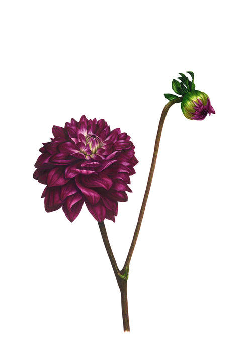 Dahlia and Bud Print