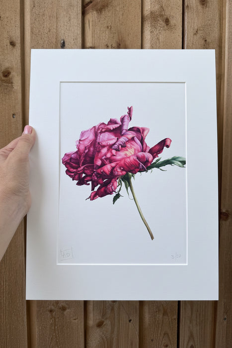 The Last Rose - Signed Print