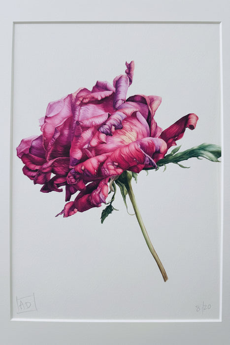 The Last Rose - Large Print