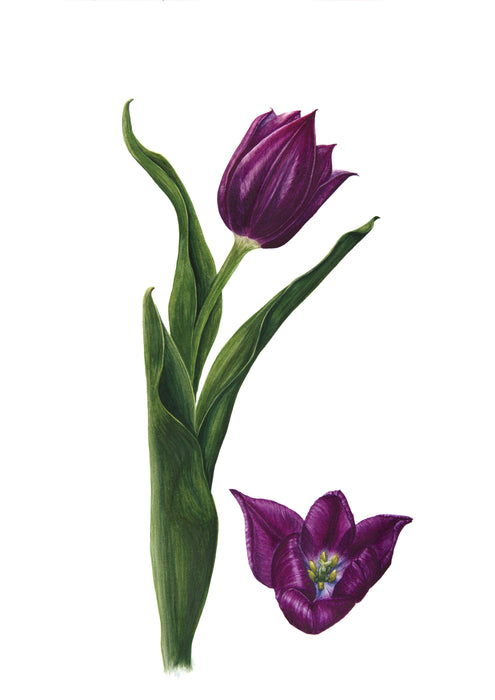 Tulip and Bud Print