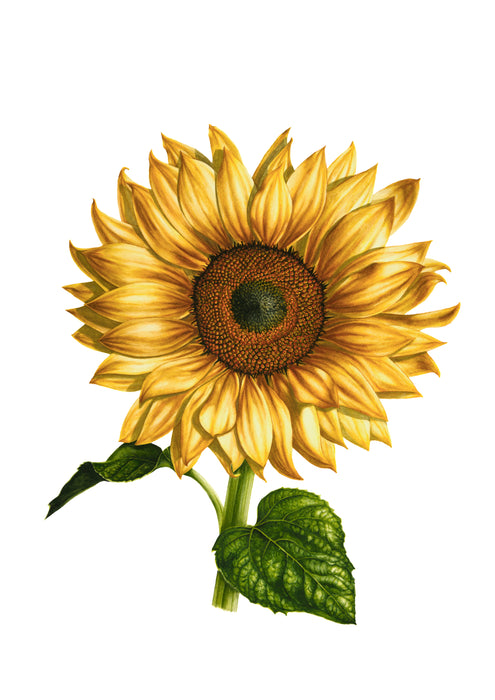 Sunflower Print