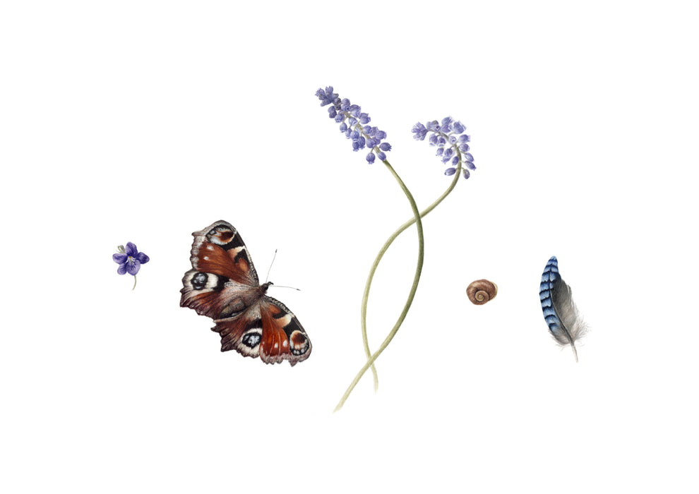 Peacock Butterfly and Spring Finds Print