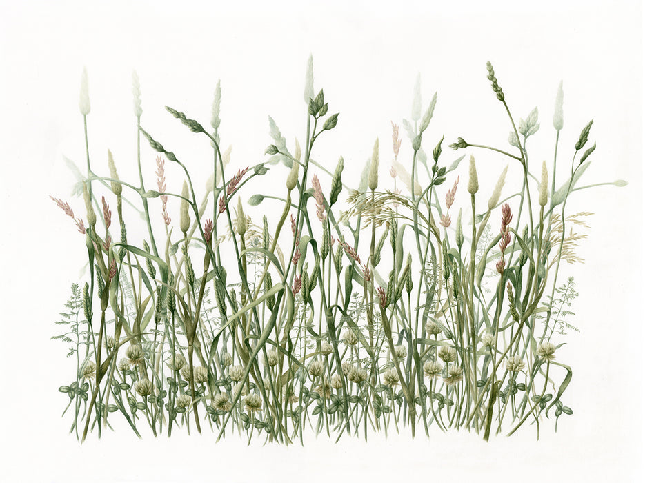 Original watercolour painting - Clover Meadow (unframed)