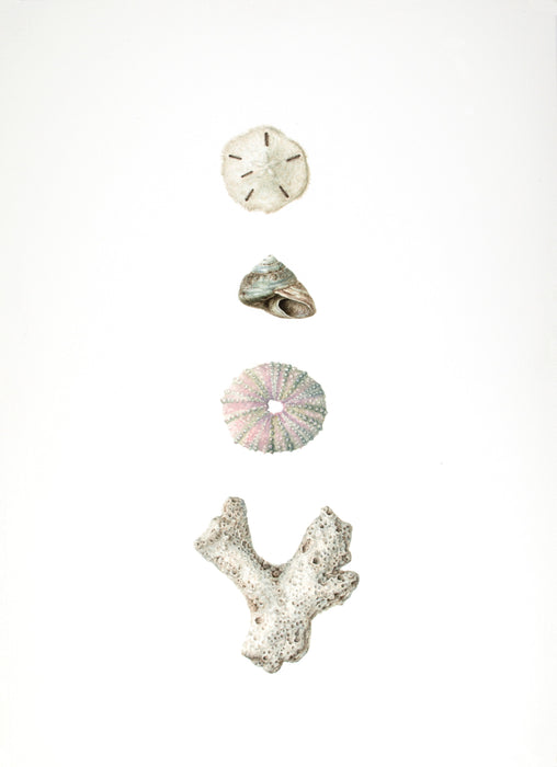 Large Coral and Shells-Print