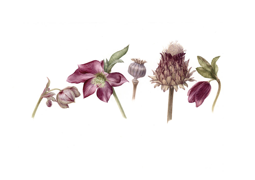 Hellebores and Seedheads limited signed print