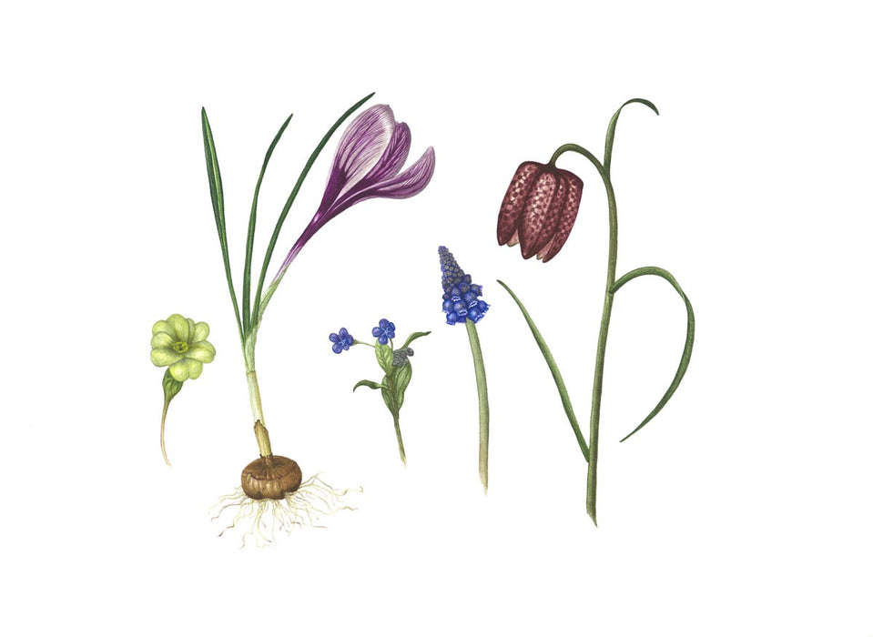 Spring Flowers and Bulbs Print