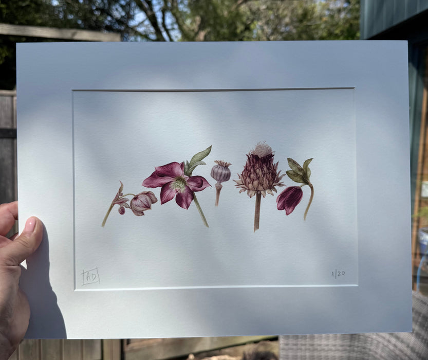 Hellebores and Seedheads limited signed print