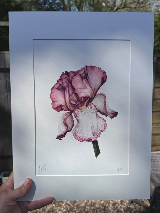 Iris - Benton Deirdre limited signed print