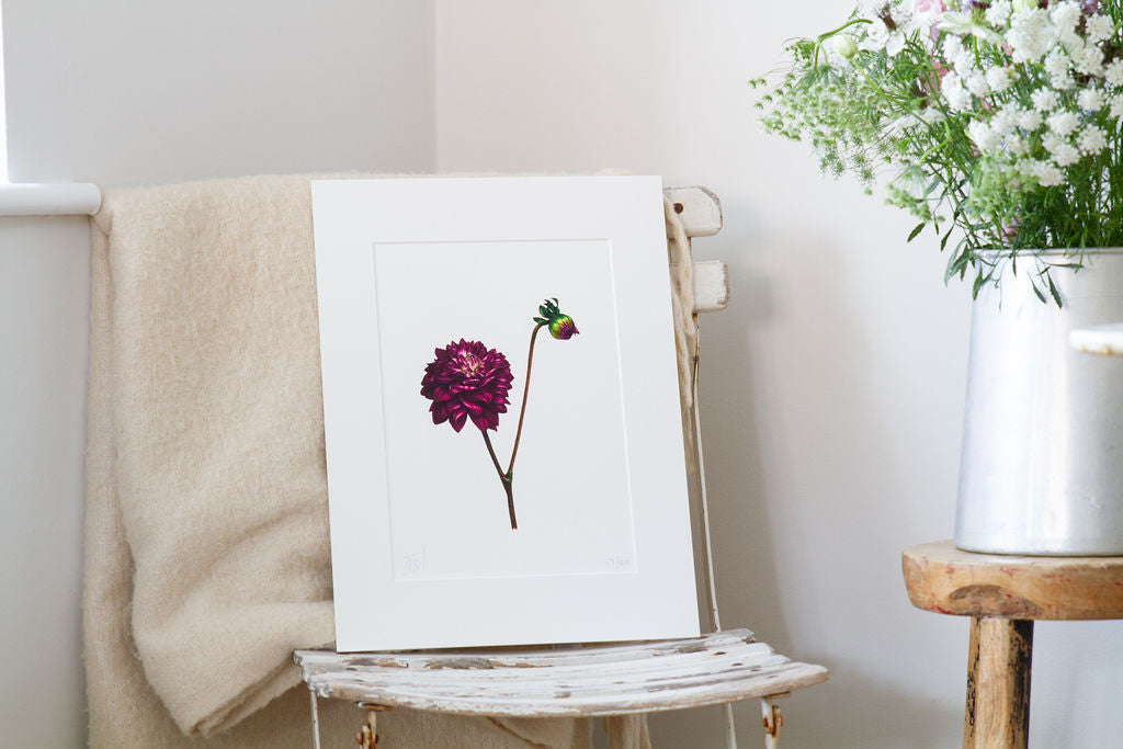 Dahlia and Bud Print