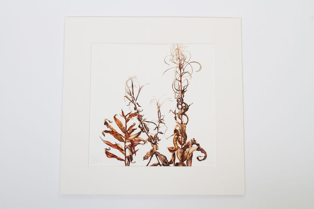 "Bombweed" - Decaying Rosebay Willowherbs Print