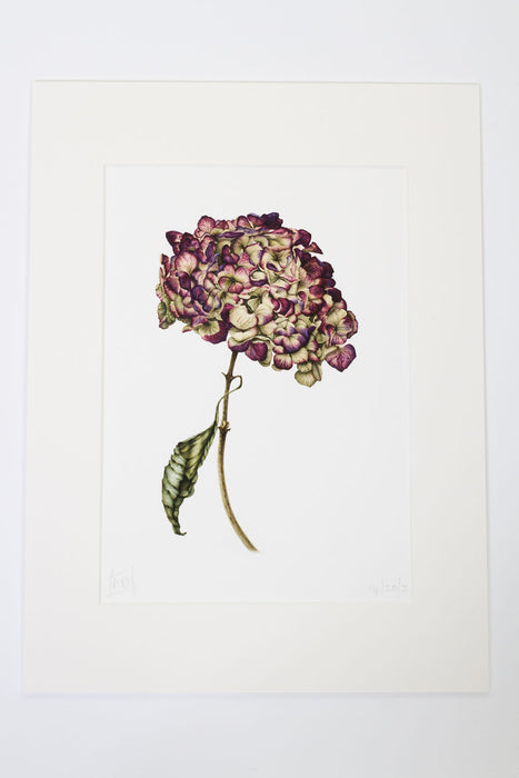 Red and Green Dried Hydrangea Print