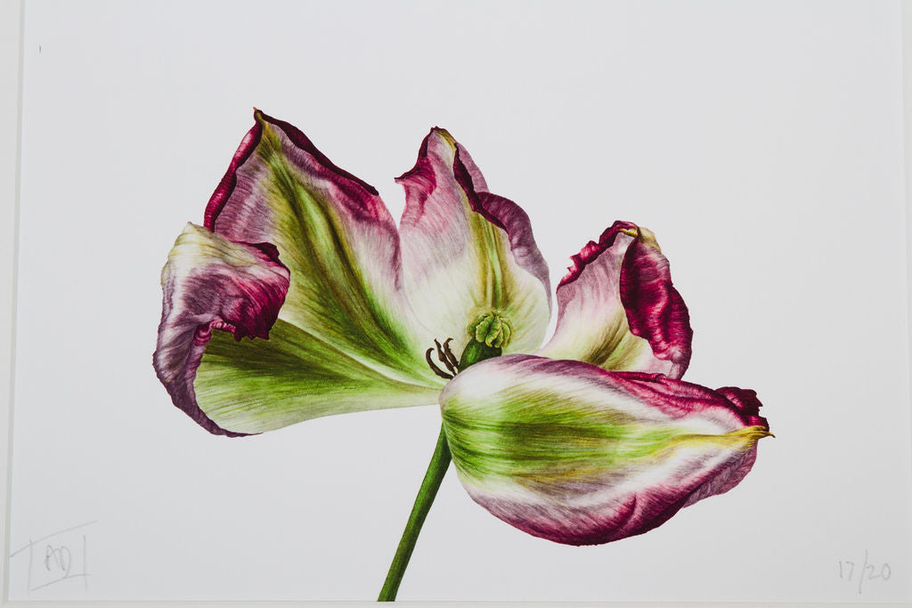 Fading Tulip Print