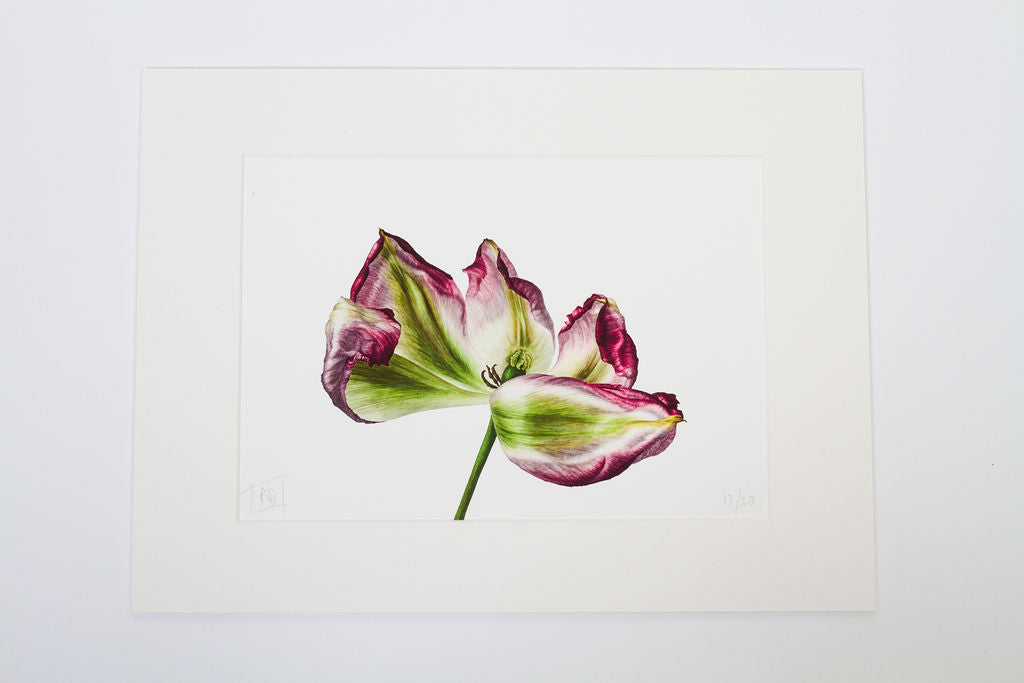 Fading Tulip Print