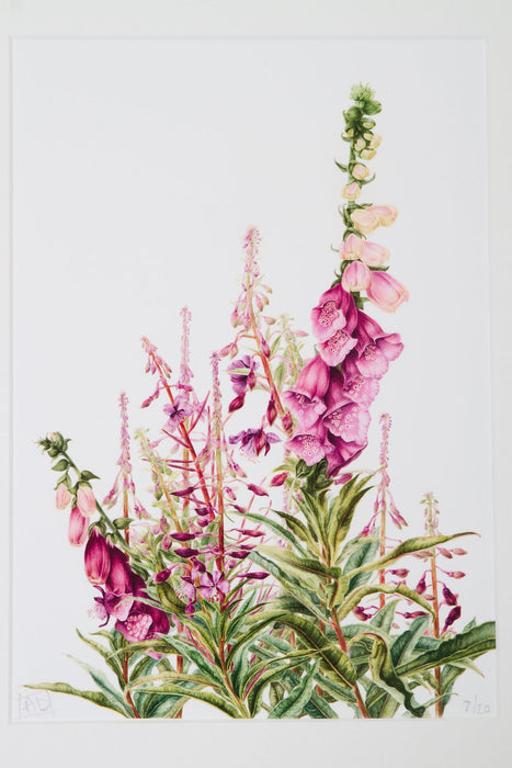 Foxgloves and Rosebay Willowherbs - Print