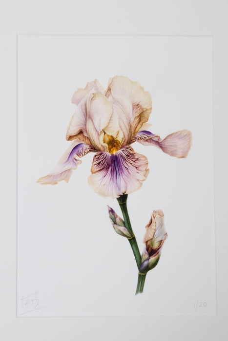 Iris - Benton Olive Print