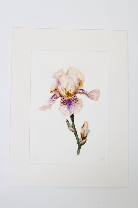 Iris - Benton Olive Print