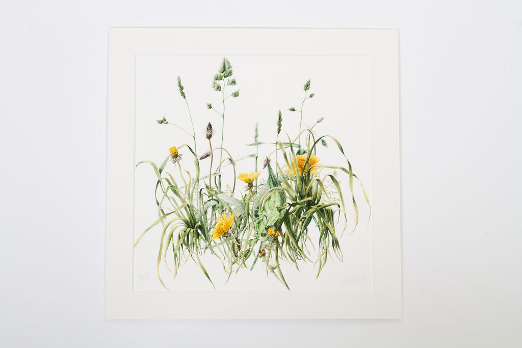 Dandelions - "Flowers not Weeds" Print