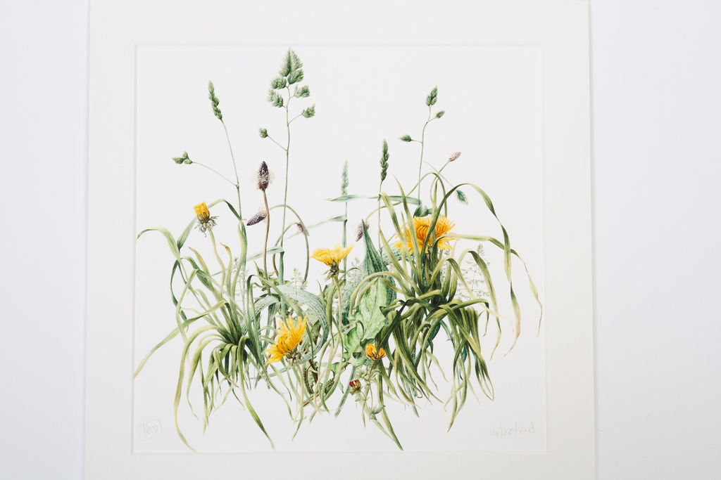 Dandelions - "Flowers not Weeds" Print