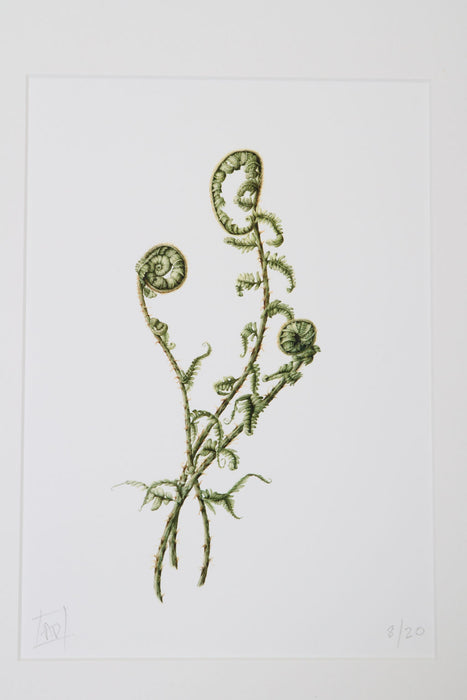 Unfurling Ferns Print