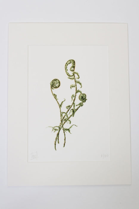 Unfurling Ferns Print