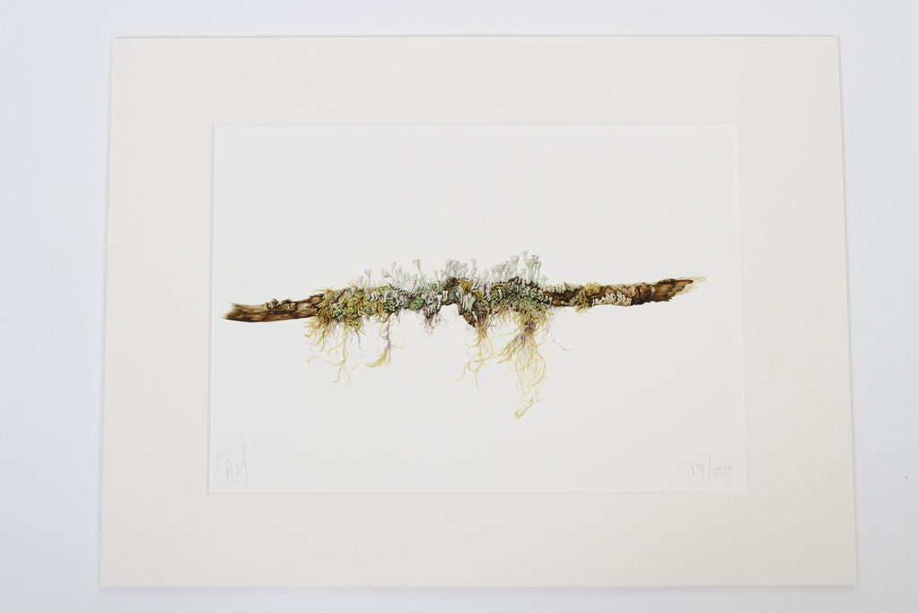 Lichens and Moss - "Life on a Stick" Print