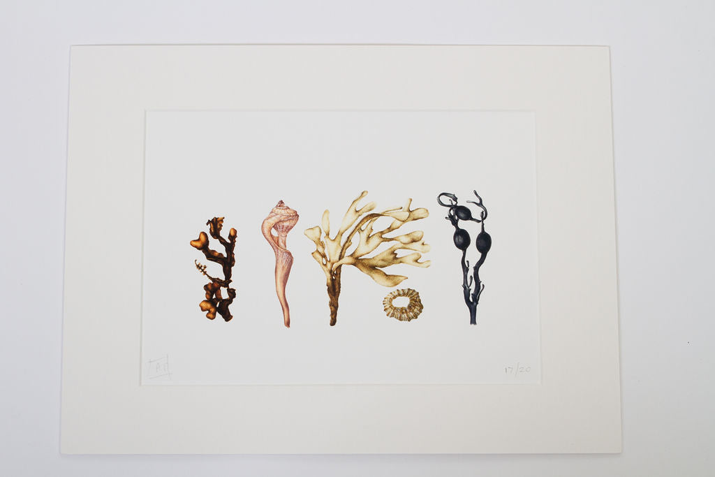 Seaweed and Shells Print - " Beach Treasure"