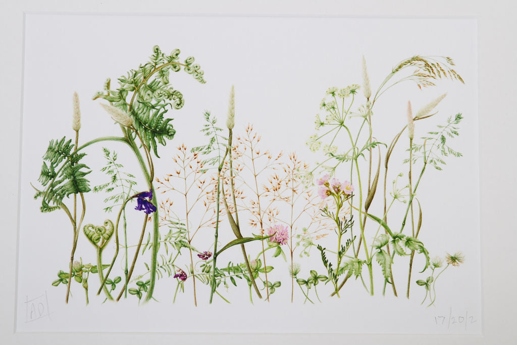 Wildflower Meadow Print