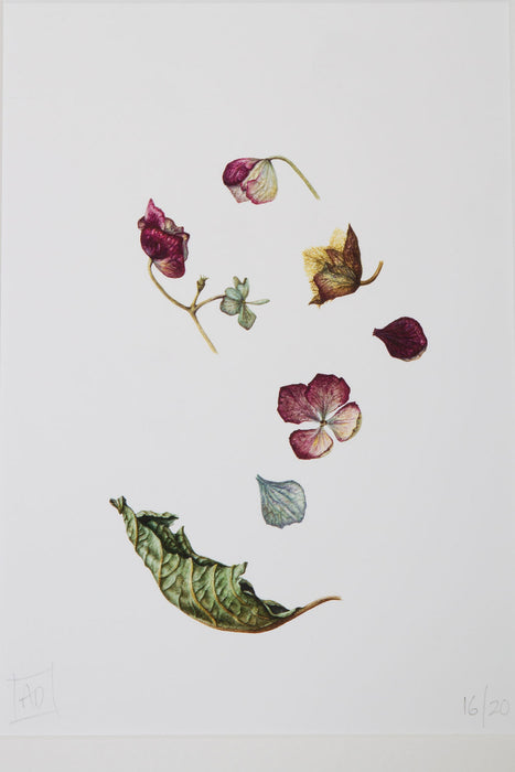 Dried Hydrangea Petals and Leaf Print