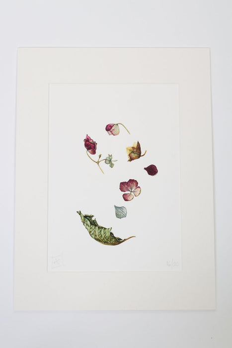 Dried Hydrangea Petals and Leaf Print