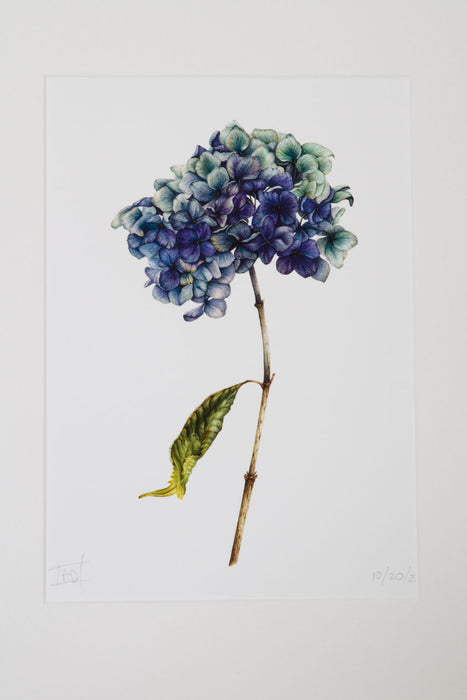 Blue Dried Hydrangea Print