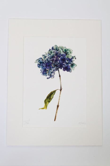 Blue Dried Hydrangea Print