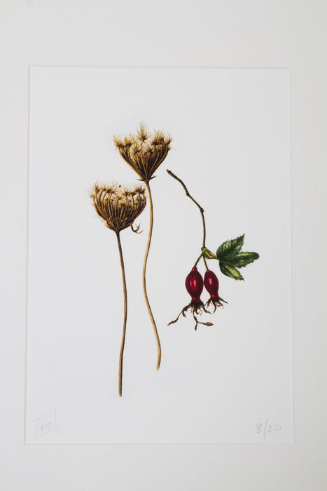 Wild Carrot and Rosehips - "Summer's End" Print