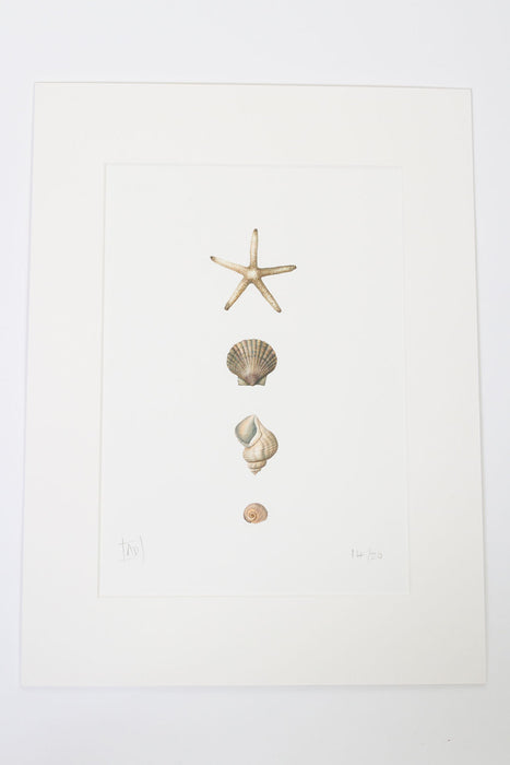 Large Starfish and Shells-Print