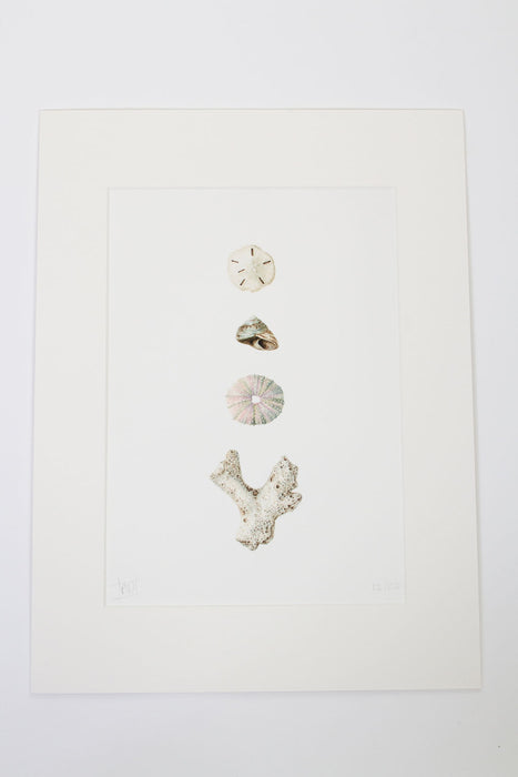 Coral Urchin and Shells Print