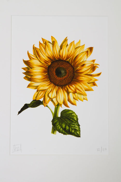 Sunflower Print