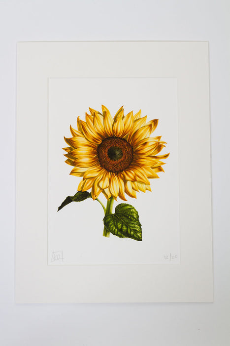 Sunflower Print