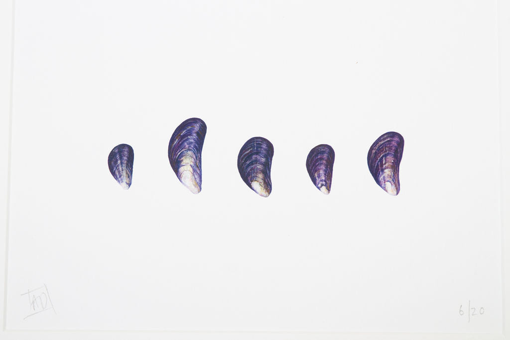 Mussel Shells Print