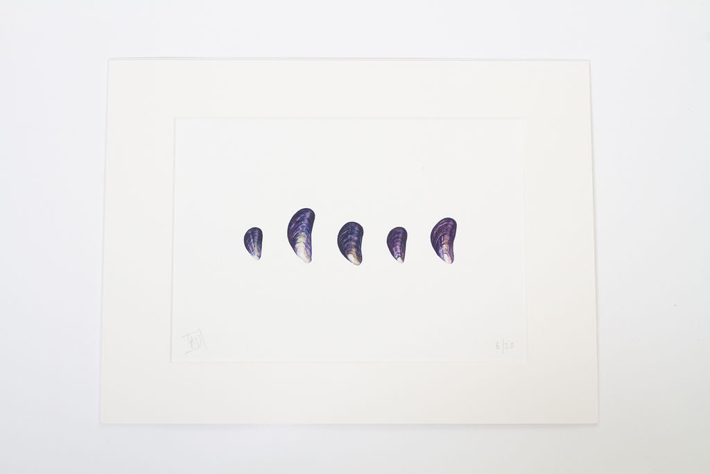 Mussel Shells Print