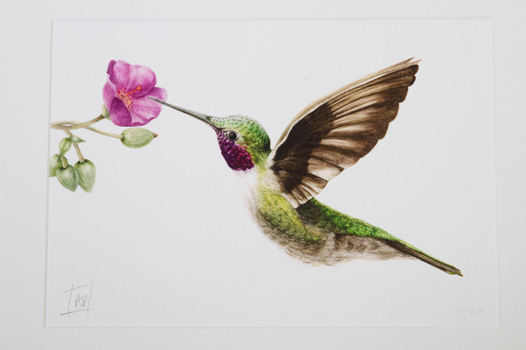 Hummingbird Print