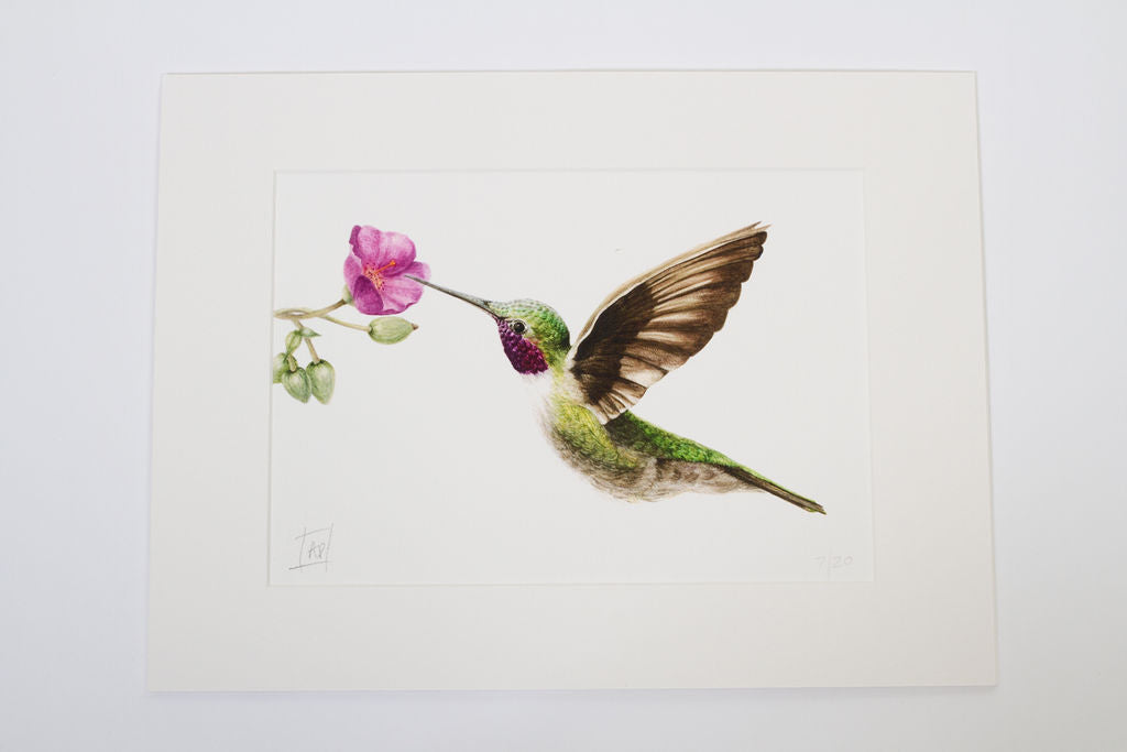 Hummingbird Print