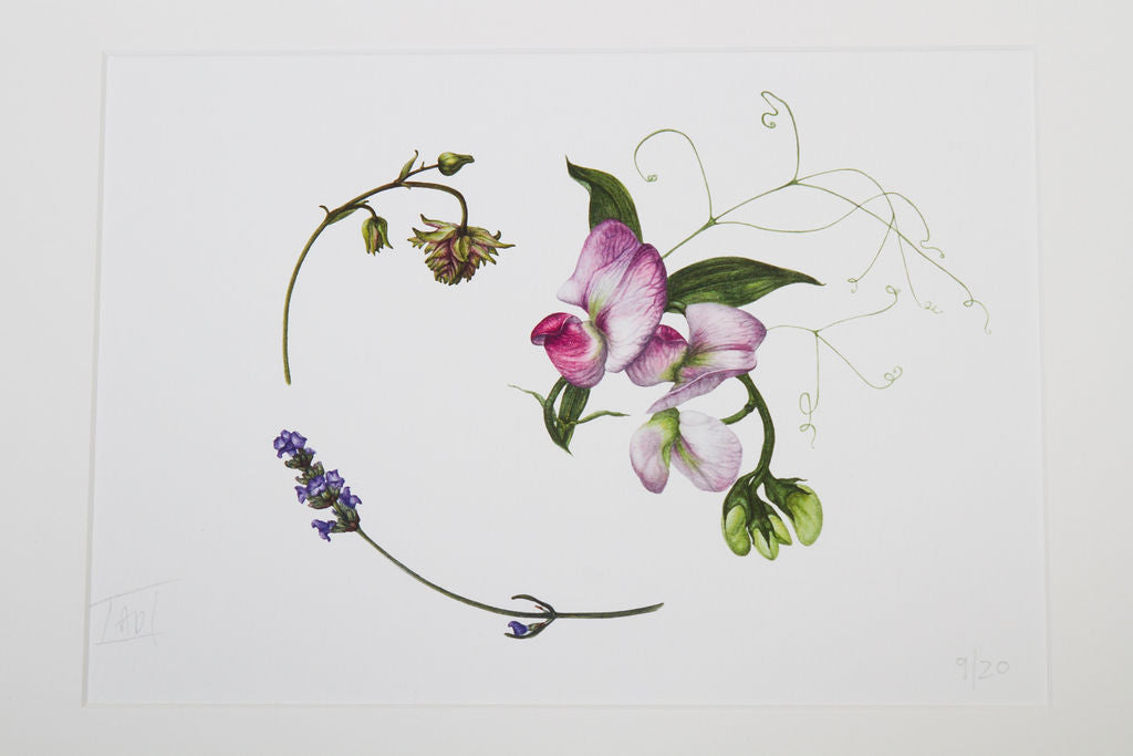 Everlasting Sweetpeas, Lavender Sprig, Granny's Bonnet - "Midsummer" Print