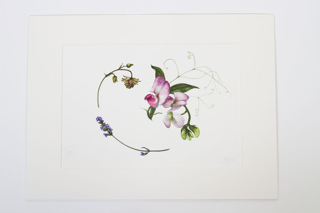 Everlasting Sweetpeas, Lavender Sprig, Granny's Bonnet - "Midsummer" Print