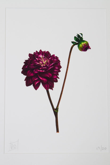 Dahlia and Bud Print