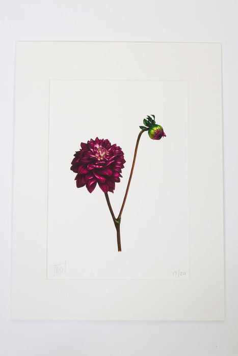 Dahlia and Bud Print