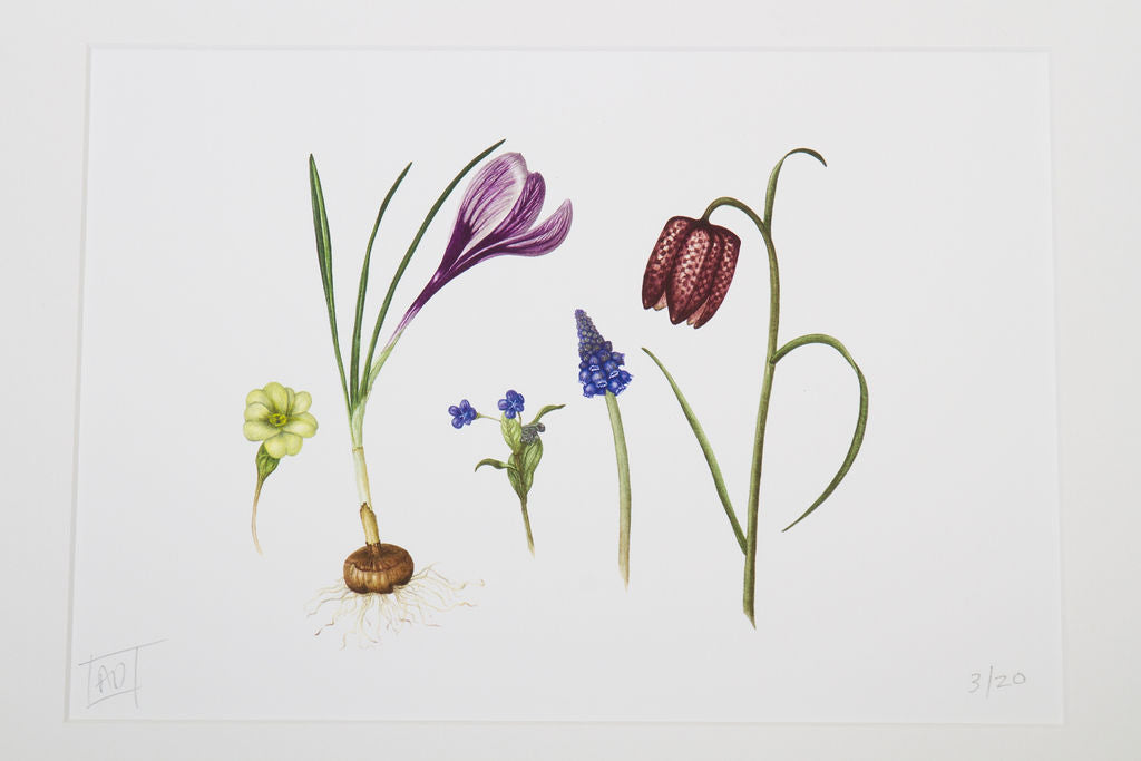 Spring Flowers and Bulbs Print