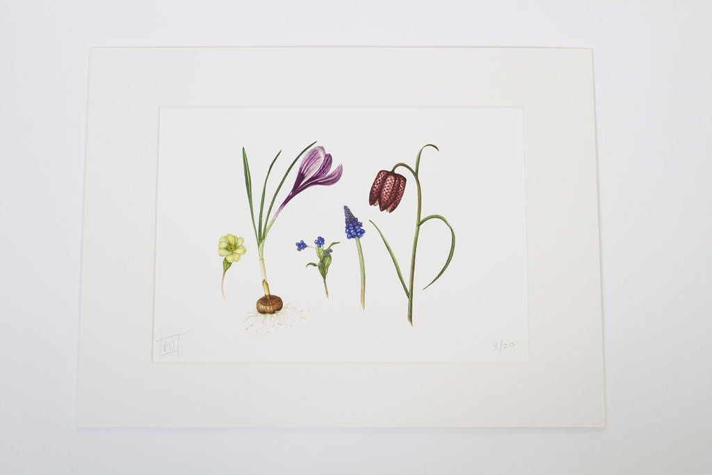 Spring Flowers and Bulbs Print