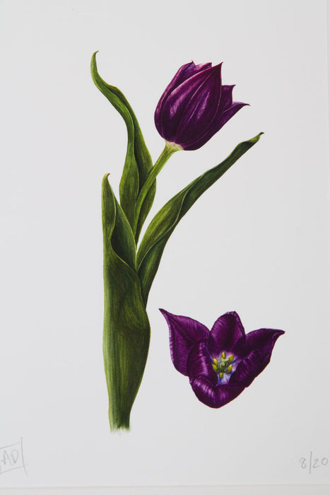 Tulip and Bud Print