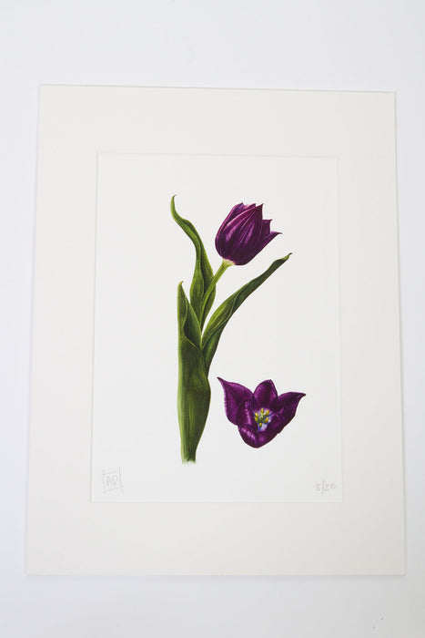 Tulip and Bud Print