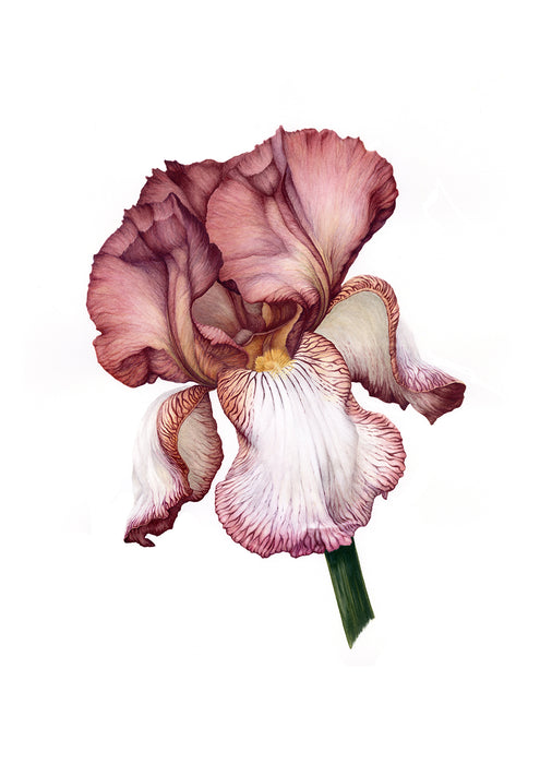 Iris - Benton Deirdre limited signed print