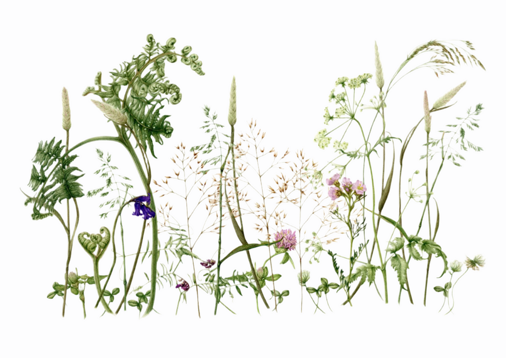 Large Wildflower Meadow- Print